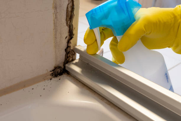 Best Fast Mold Removal  in Westbrook Center, CT