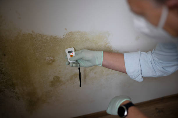 Best Home Mold Removal  in Westbrook Center, CT
