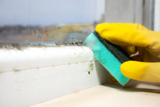 Best Crawl Space Mold Removal  in Westbrook Center, CT