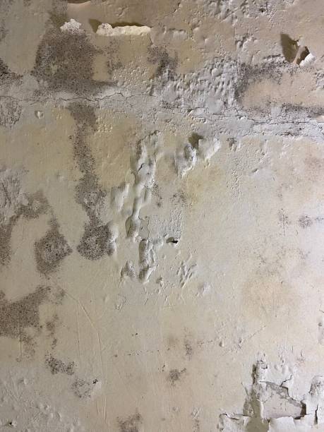 Best Emergency Mold Removal  in Westbrook Center, CT