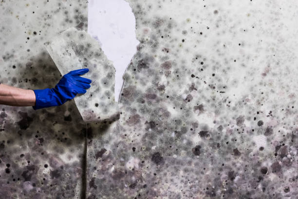 Best Professional Mold Removal  in Westbrook Center, CT