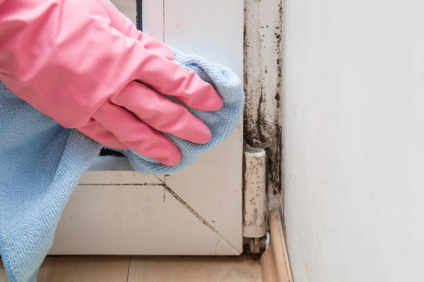 Best Mold Damage Repair  in Westbrook Center, CT