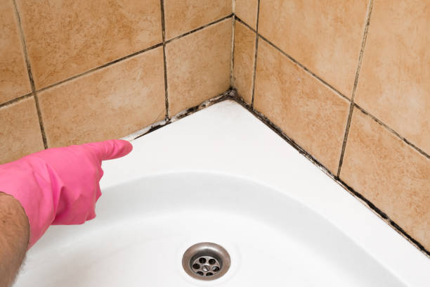 Best Mold Removal and Inspection  in Westbrook Center, CT