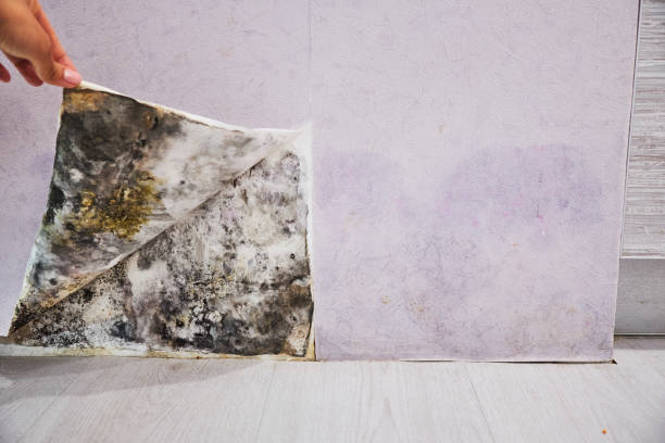 Best Residential Mold Removal  in Westbrook Center, CT